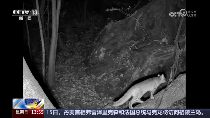 2025澳门马会正版资料查询,杰拉奇：我经常用deepseek,决策资料解释落实_界面版V13.42